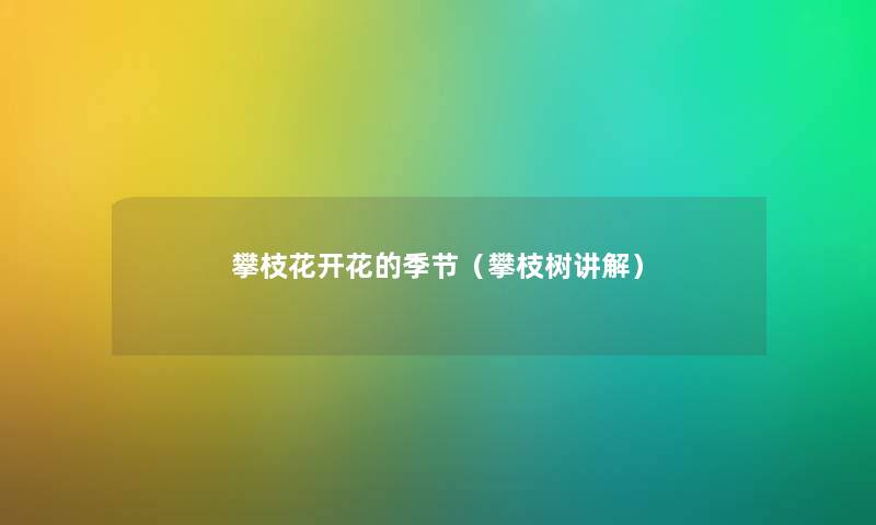 攀枝花开花的季节（攀枝树讲解）