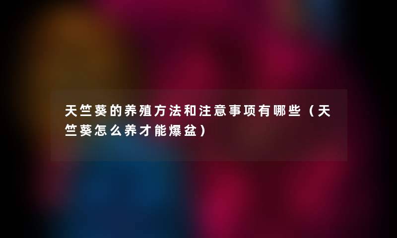 天竺葵的养殖方法和事项有哪些(天竺葵怎么养才能爆盆) 天竺葵的养殖方法和事项有哪些(天竺葵怎么养才能爆盆)