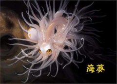 科普腔肠动物有专门的消化器官吗